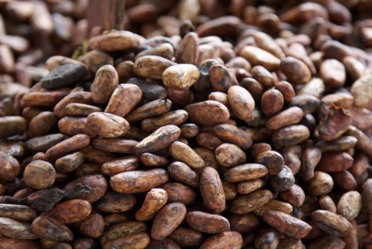 Peste 40% din producţia de cacao din Coasta de Fildeș provine din zonele protejate