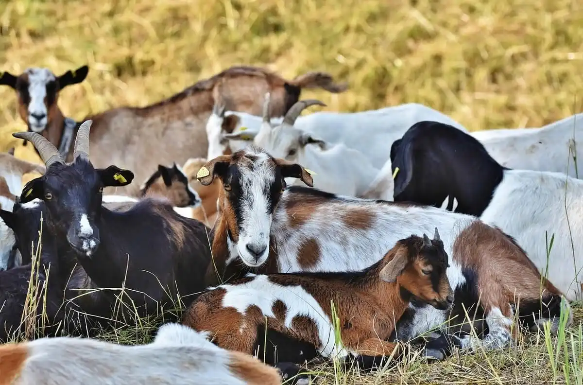 Moldovenii cresc tot mai puţine vaci, oi şi capre. Numărul animalelor scade de la an la an