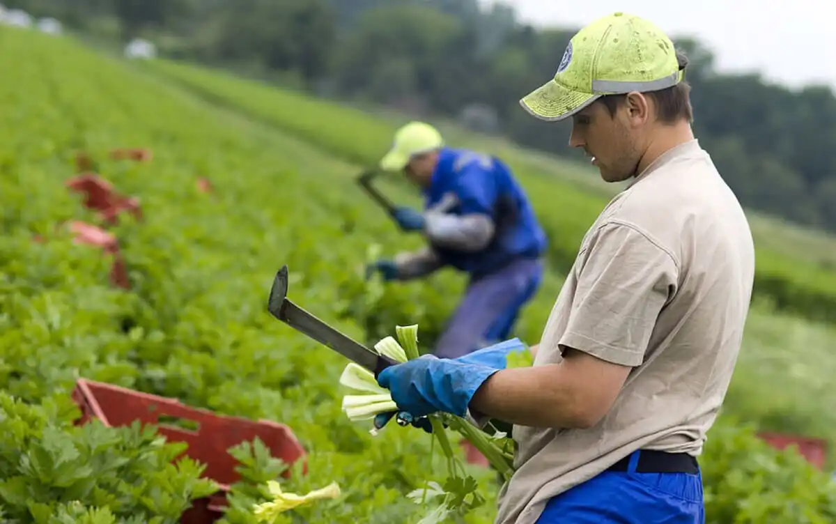 Agricultorii britanici duc lipsă de muncitori sezonieri
