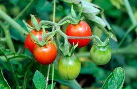 Soluția de drojdie pentru roșii: beneficii, preparare, aplicare - agroexpert.md
