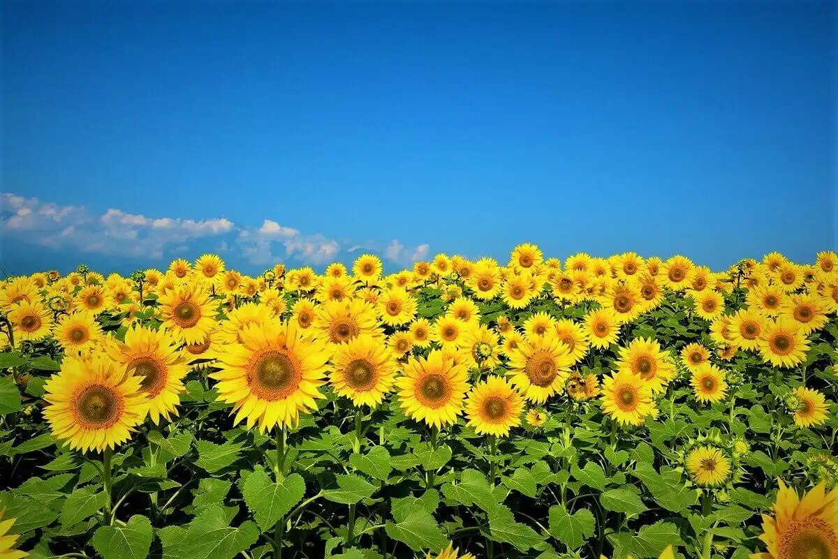 Cer variabil și maxime de +25 grade Celsius. Prognoza meteo pe întreg teritoriul țării