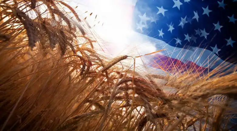 Цены на пшеницу в США резко упали после отчета USDA