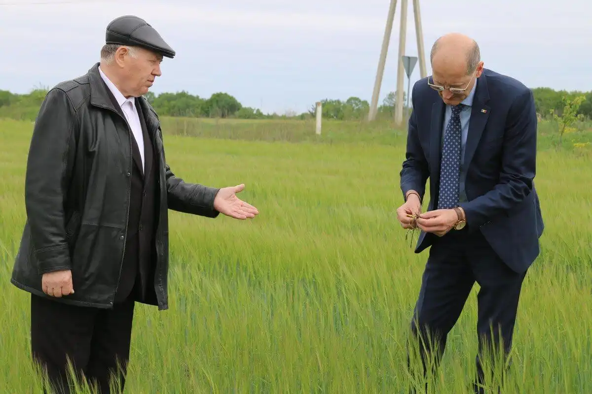În raioanele Florești și Șoldănești 1/3 din totalul de suprafețe agricole sunt afectate de secetă