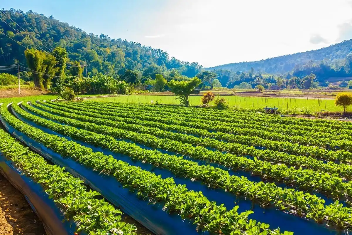 UE vrea să extindă agricultura ecologică şi să reducă utilizarea pesticidelor pentru a proteja mediul