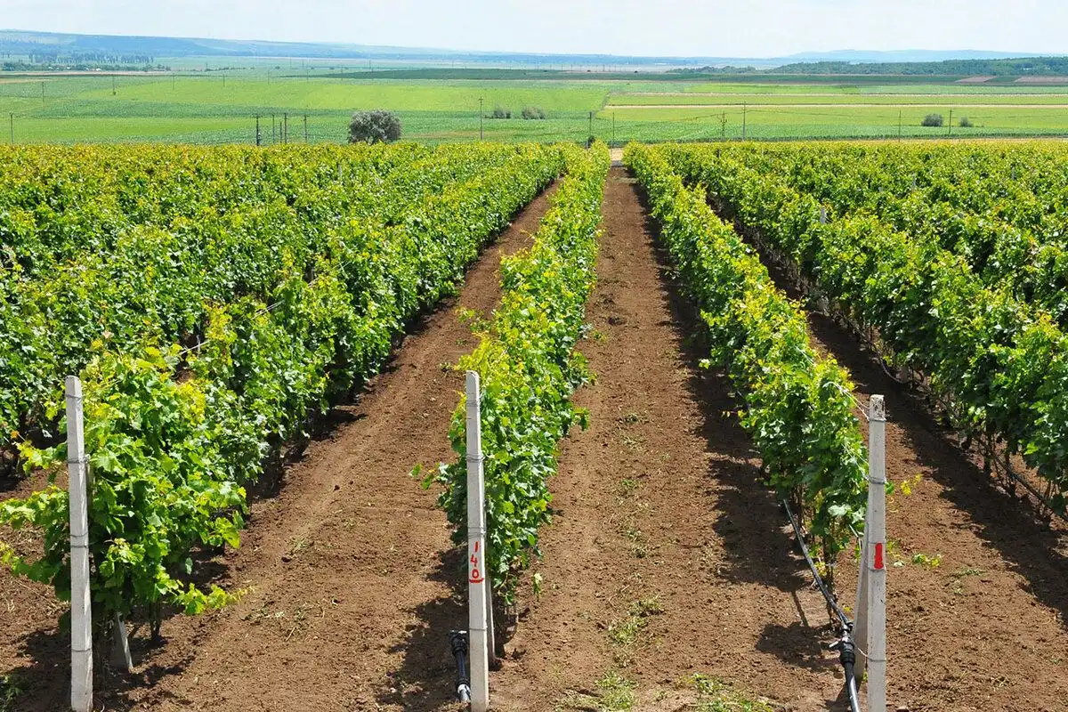 VIDEO | Formarea corectă a unei plante de viță de vie după sistemul Pergola Tendone