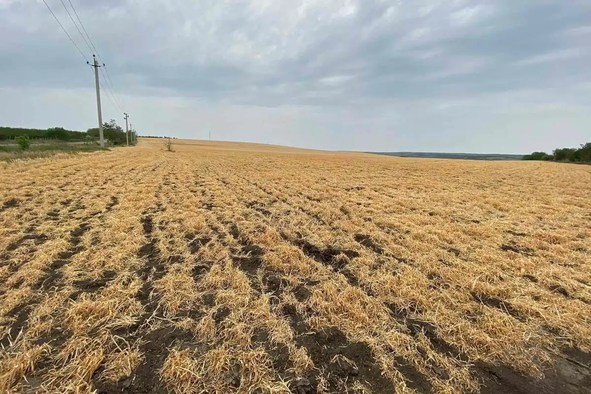 Mai bine de jumătate din culturile de toamnă au fost afectate de secetă