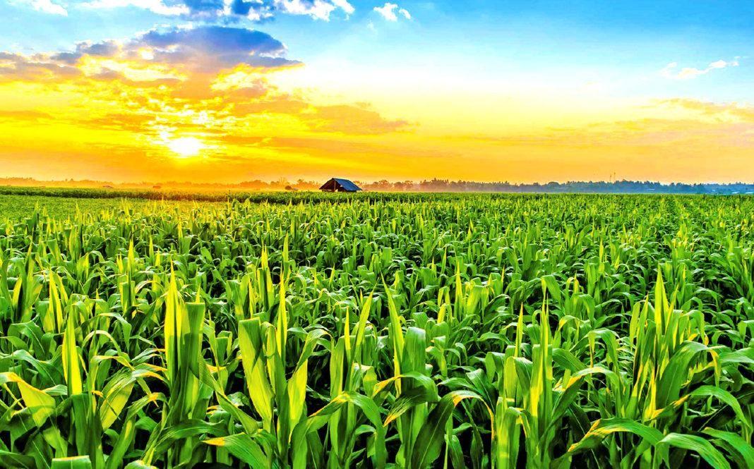 Фото Кукурузы В Поле