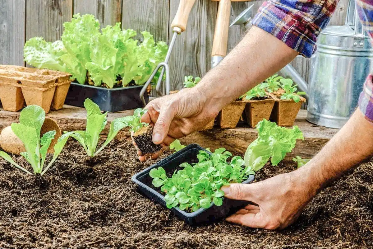Calendarul grădinarului: Ce legume plantăm în Iunie?