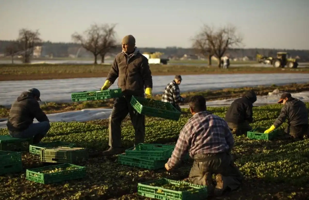 Germania va ridica restricțiile impuse lucrătorilor sezonieri din agricultură