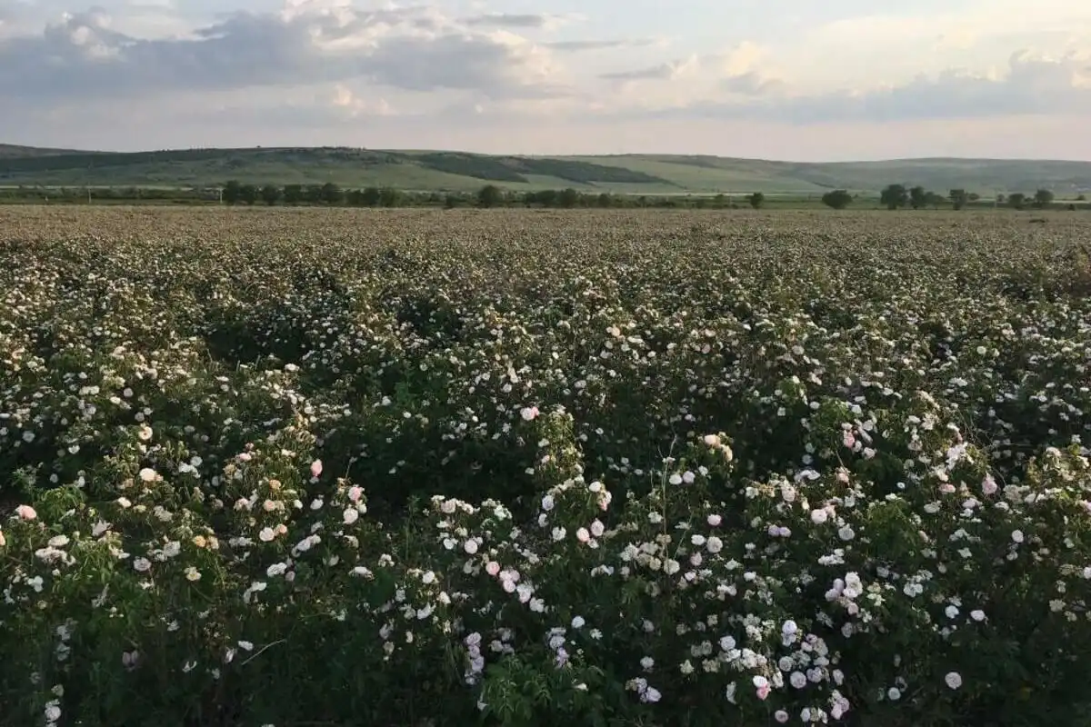 La 30 de km de Chişinău, un fermier deţine un hectar cultivat cu trandafiri. Doritorii pot culege petalele gratuit