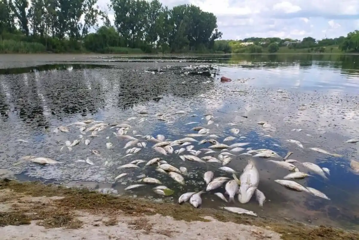 Dezastru ecologic: Sute de pești morți plutesc pe un râu din Moldova