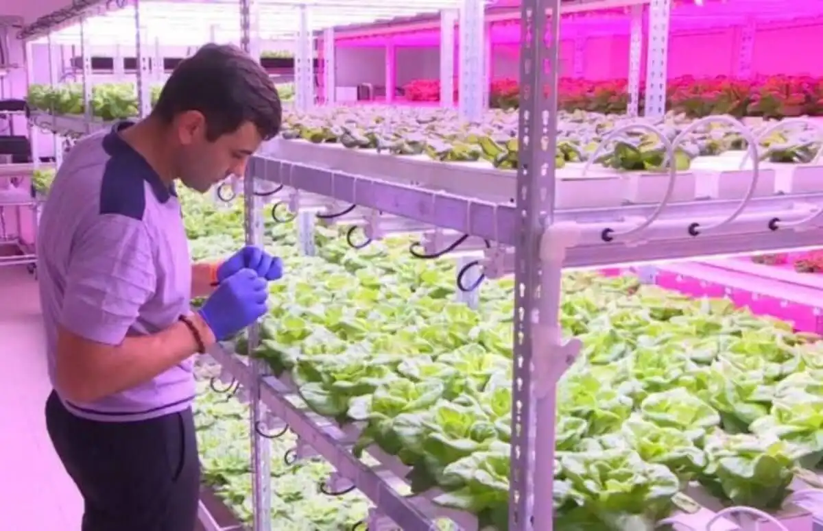 VIDEO | De la politică la grădinărit. Fostul prim-ministru Chiril Gaburici a început să practice agricultura performantă