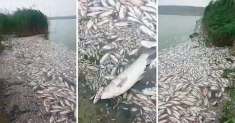 ВИДЕО| Произошёл очередной мор рыбы: теперь в водоёме Конгаза