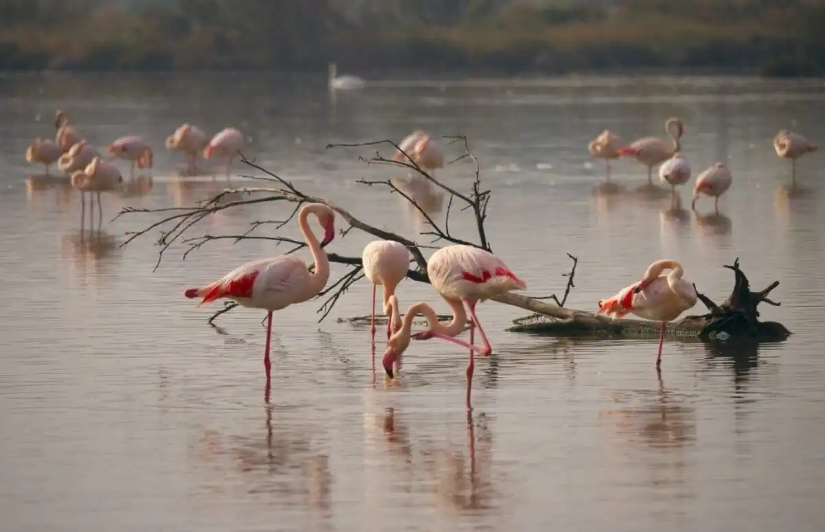 Apariție exotică în Delta Dunării. Păsări flamingo roz au poposit în România