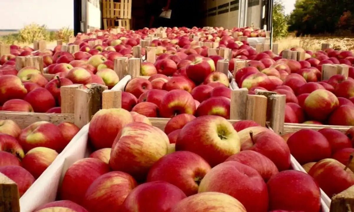 Producătorii moldoveni ar putea fi scutiţi în continuare de taxe la export în Federaţia Rusă