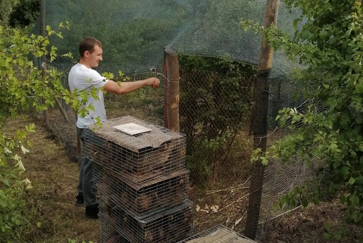 FOTO | 500 pui de fazan au fost aduși în raionul Soroca