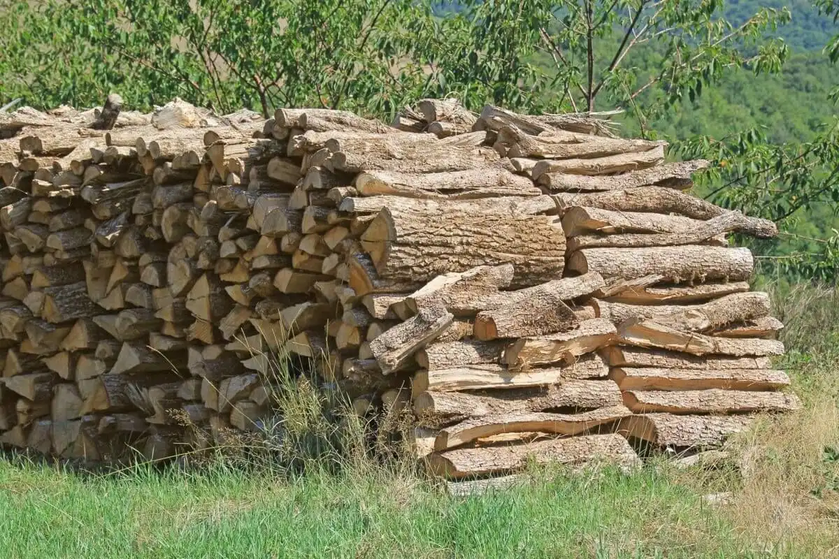 Republica Moldova îşi permite să taie anual peste un milion de metri cub de lemn