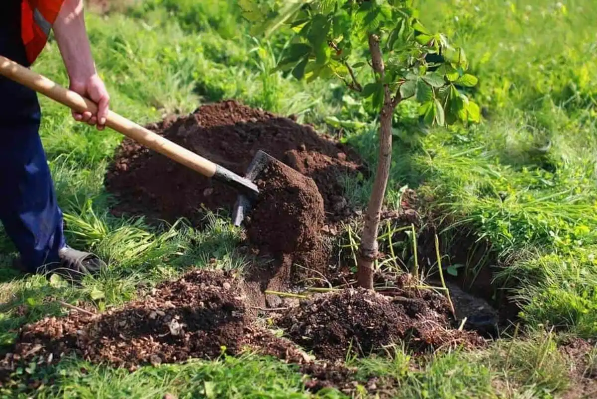 Plantarea pomilor fructiferi vara: Reguli pentru un succes garantat