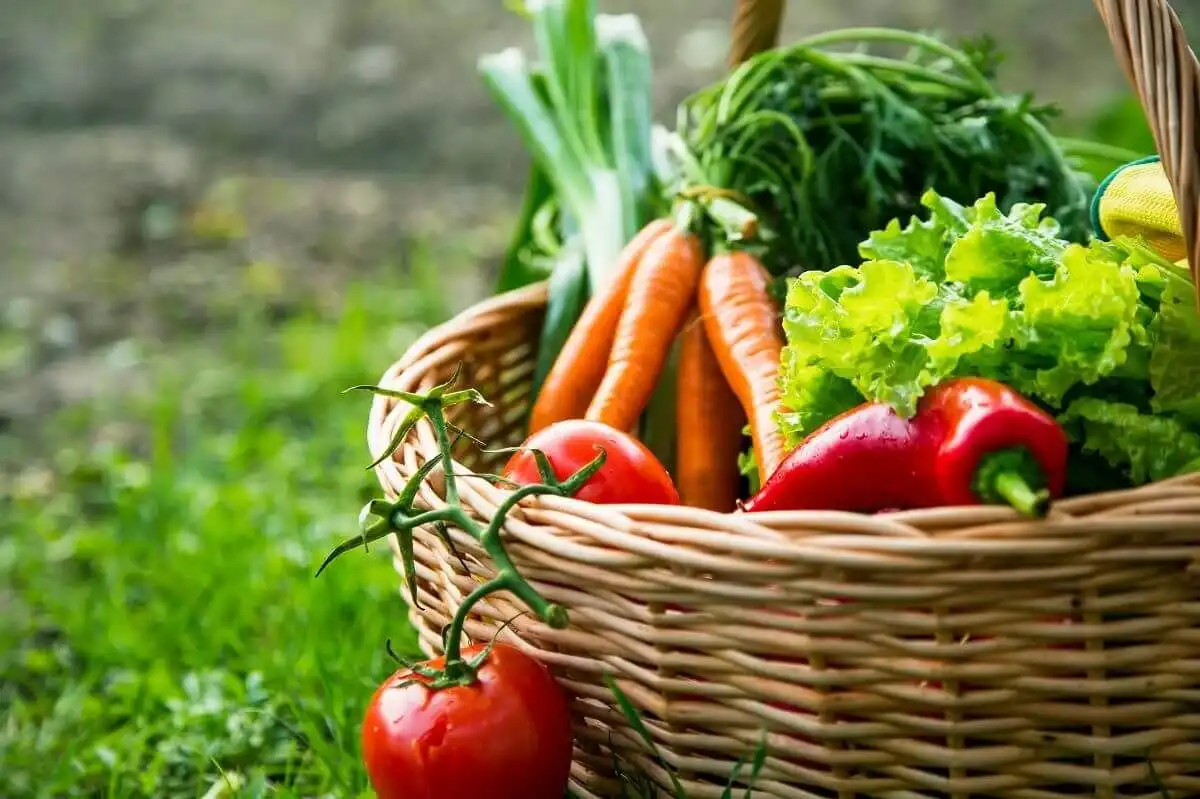 Scăderea prețurilor la legume: Factori și prognoze