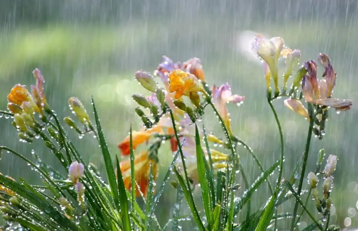 Meteorologii anunţă pentru astăzi ploi, însoţite de descărcări electrice
