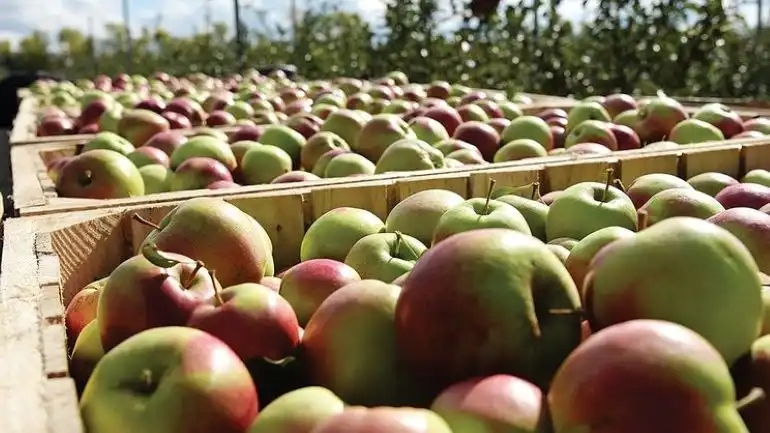 T.B.Fruit: Урожай промышленного яблока будет на треть больше прошлогоднего
