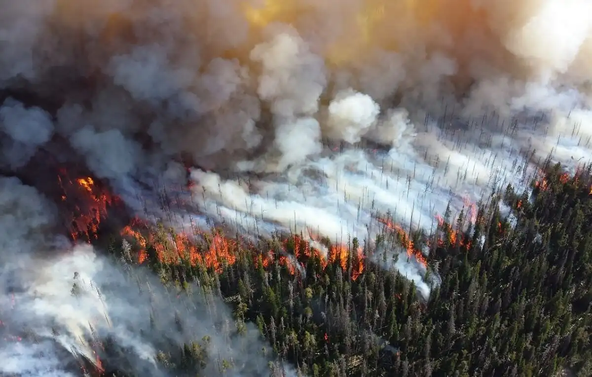 Pădurile Siberiei, în flăcări: Peste 160.000 de hectare, afectate de incendii