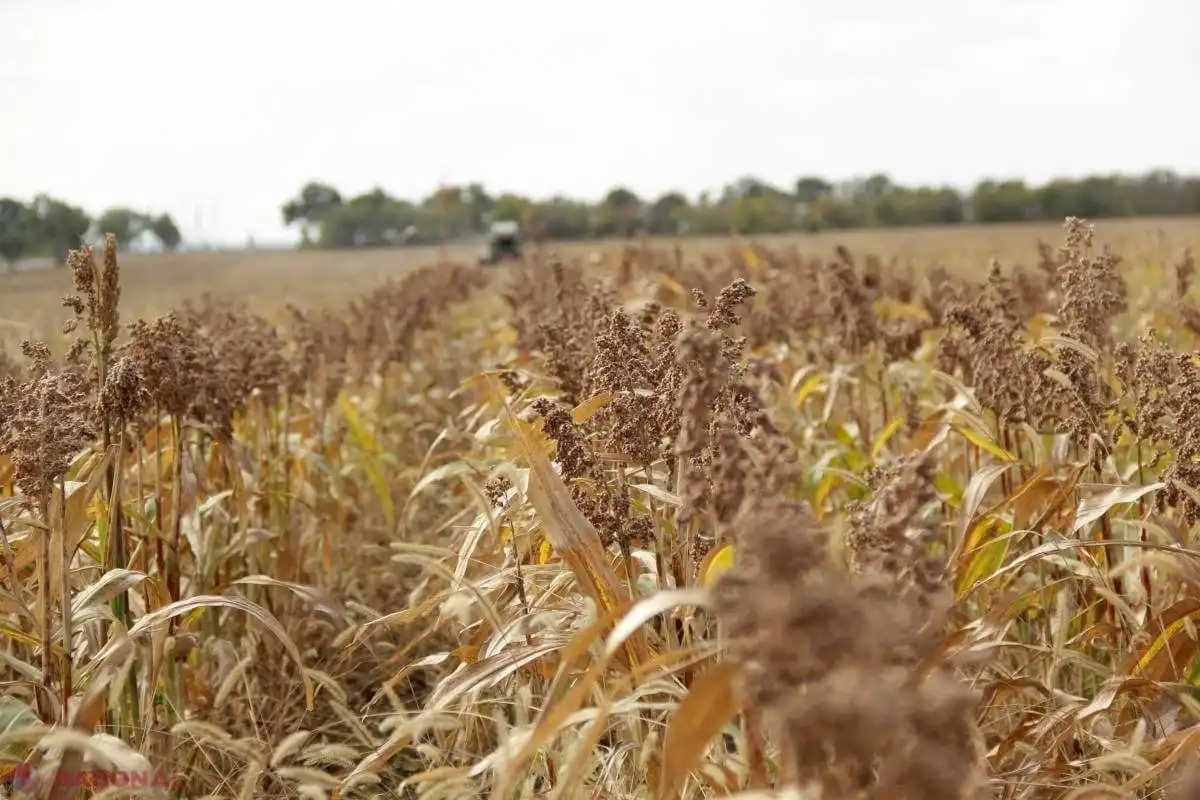 Fermierii cer declararea stării excepţionale în sectorul agricol
