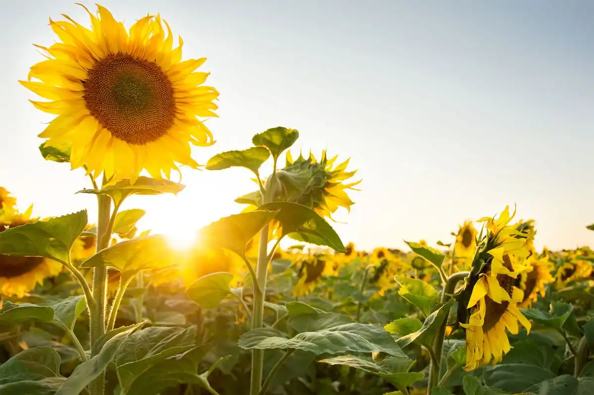Floarea-soarelui: Agricultorii prognozează o roadă cu 30% mai mică decât în 2019