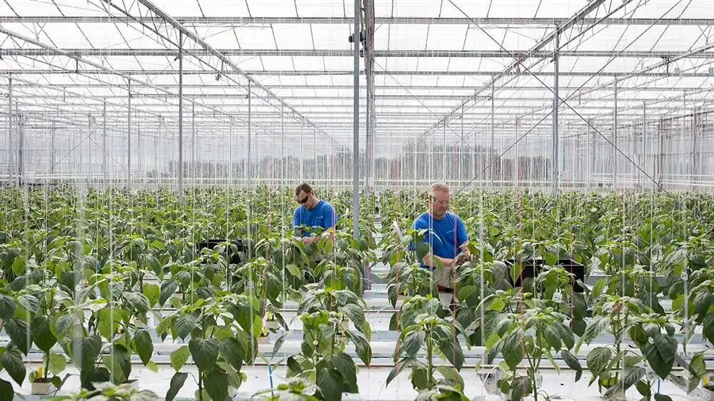 Bayer и Prospera совместно создадут цифровую платформу для тепличных овощей