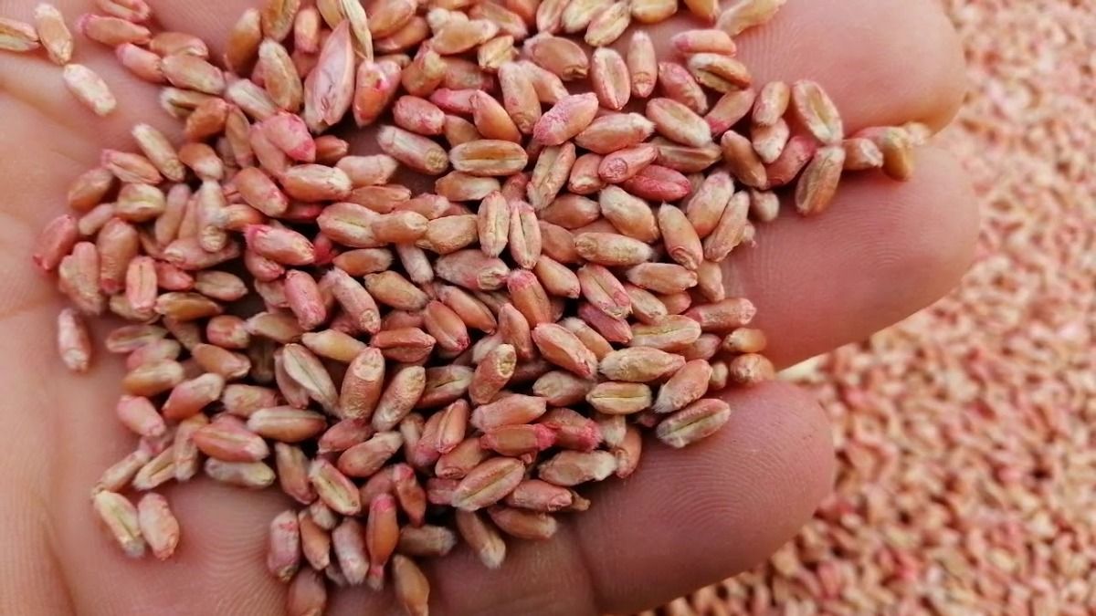 Пшеница семена озимая длительность хранения семян