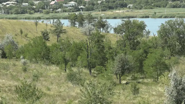 Агентство Moldsilva объяснило вырубку деревьев в Бельцах