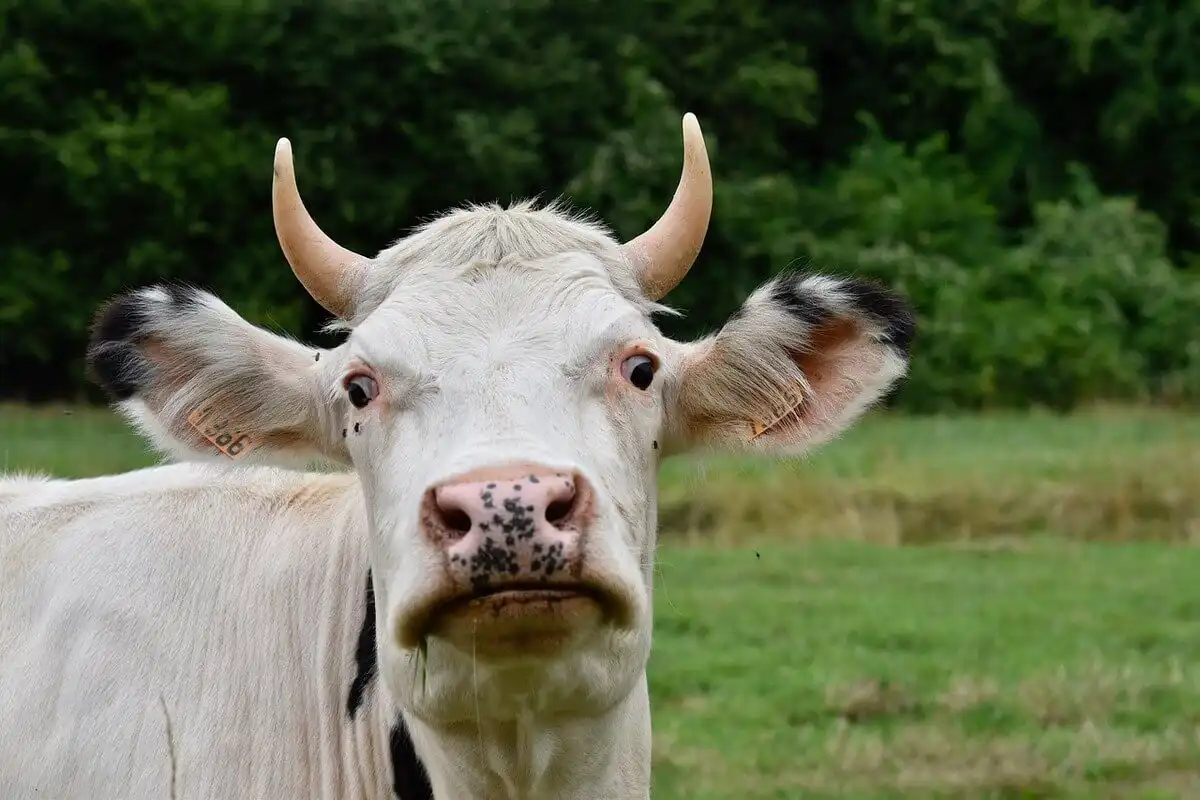 Două localități – afectate de rabie la animale: Au fost instituite măsuri de carantină
