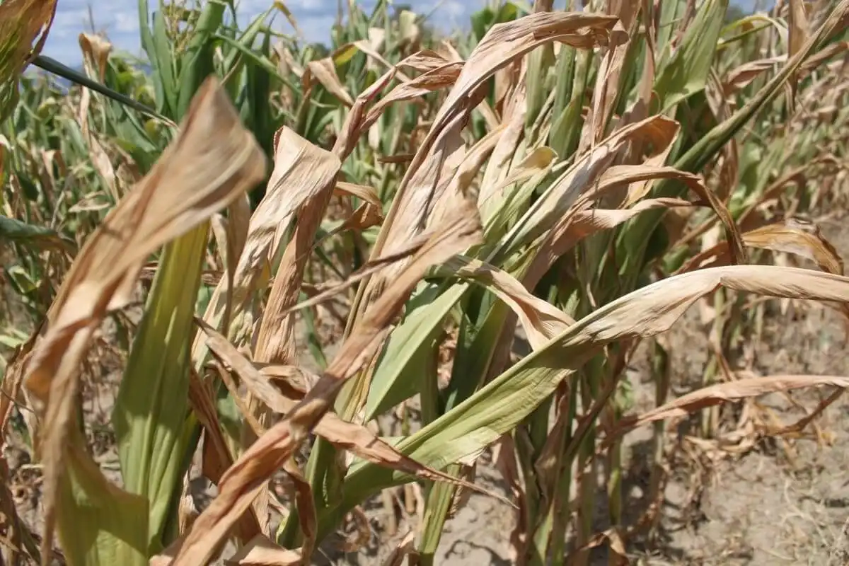 Agricultorii ameninţă cu proteste dacă autorităţile nu le vor propune soluţii pentru a combate consecinţele secetei