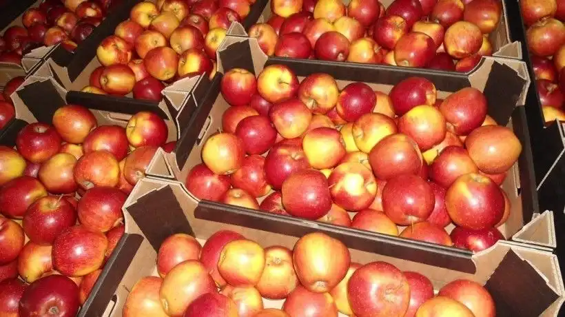 Бункер для плодов. Хранение плодовой продукции: проблемы на миллиарды