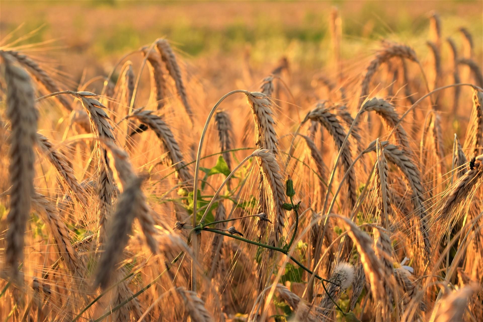 Беззвучные поля. Высокий урожай пшеницы. Кубанская пшеница. Турецкая пшеница. Пшеница завод.