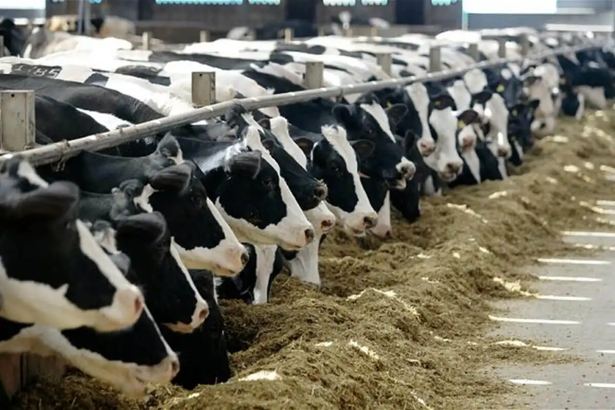 Gestionarea corectă a bazei furajere pentru animale: Recomandări