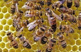 Acțiuni obligatorii pentru a exclude pierderile familiilor de albini după încheierea sezonului apicol