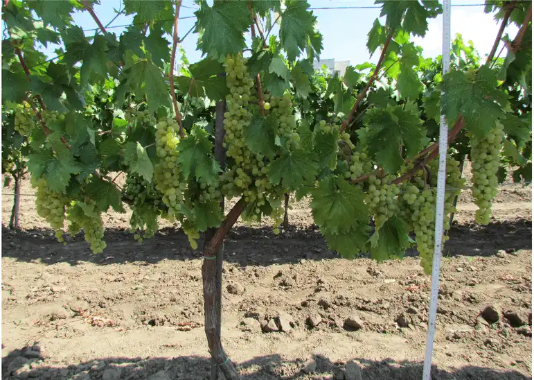 Genotipuri interspecifice rizogene de viţă-de-vie (Vitis vinifera L. x Muscadinia rotundifolia Michx.)