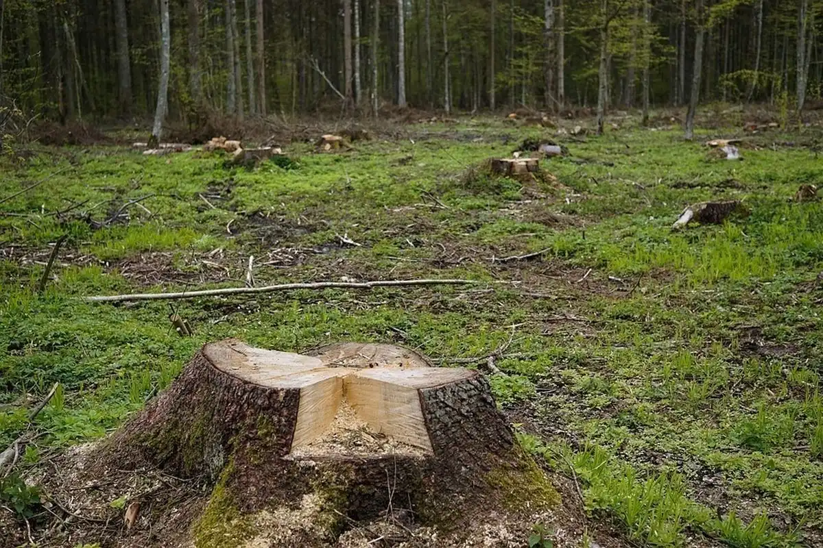 Noul cod silvic în România: Dosar penal pentru furtul de arbori! Confiscarea camioanelor care transportă ilegal lemn