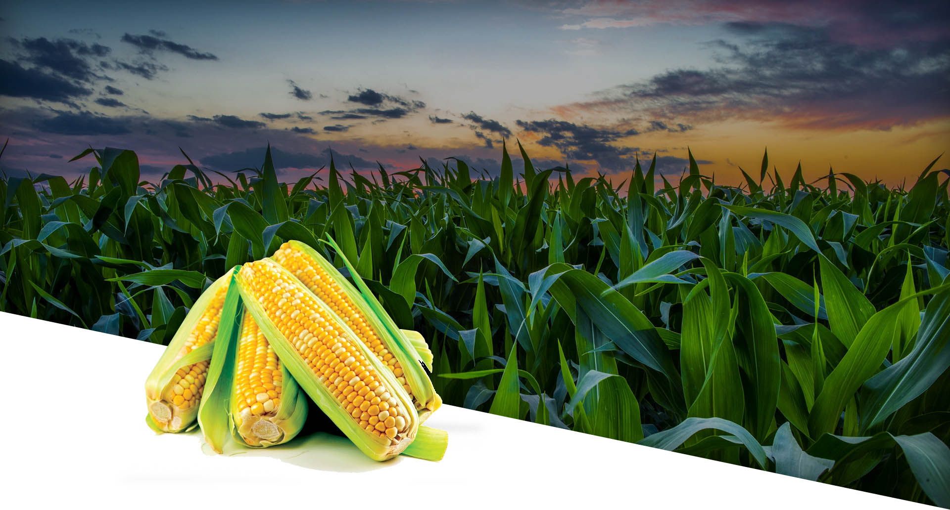 Corn note. Поле кукурузы с початками. Кукуруза в Северной Америке. Семена кукурузы подсолнуха и кукурузы. Красивое кукурузное поле.