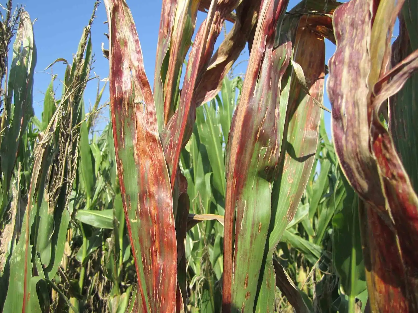 Maize Redness: новая угроза для кукурузы?