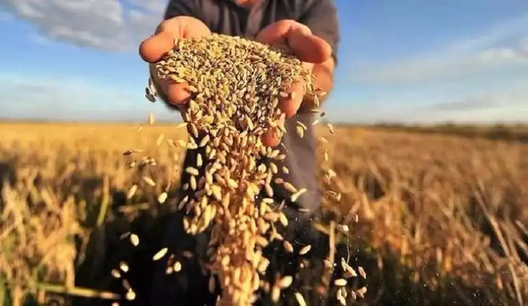 FAO снизила прогноз мирового производства зерновых культур в 2020/21 МГ