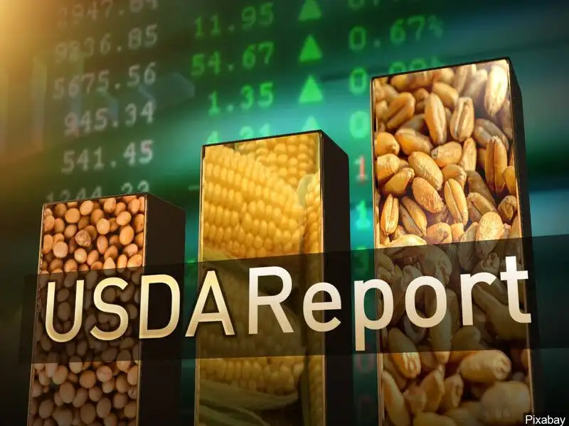 Цены на зерновые замерли в ожидании ежемесячного отчета USDA