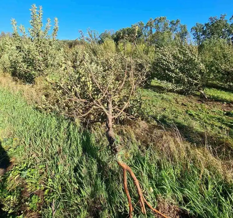VIDEO| Furtuna a distrus câteva hectare de livezi la Briceni