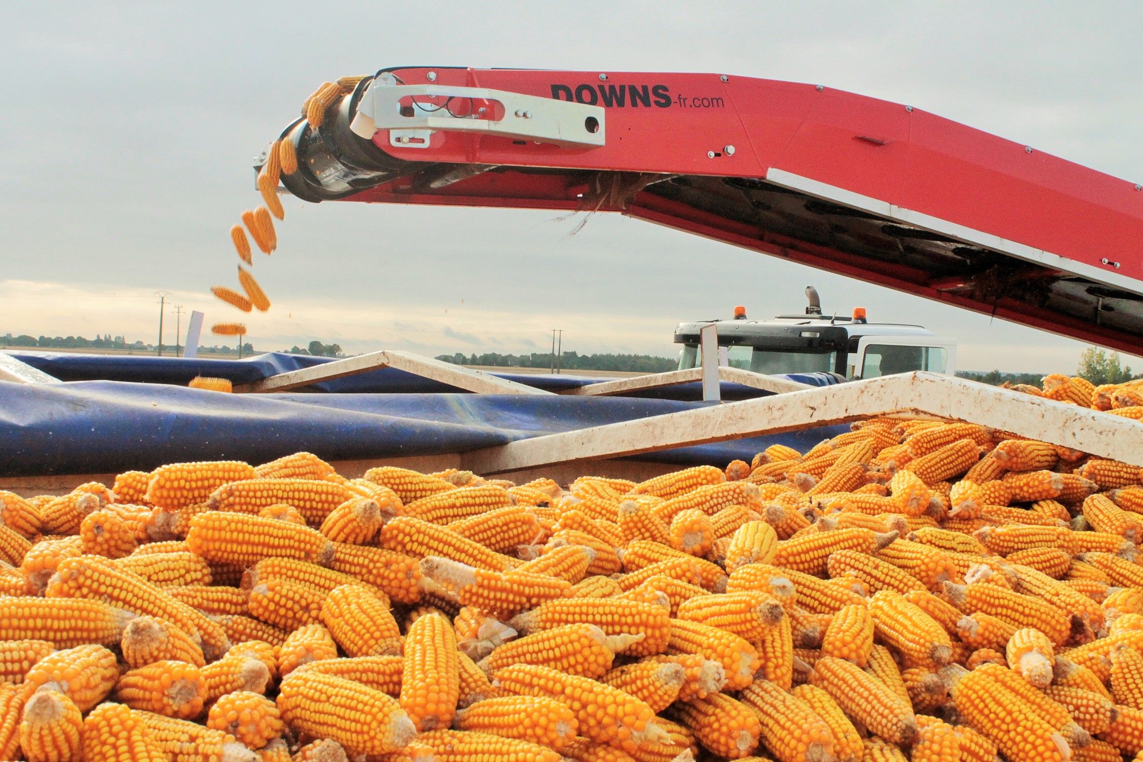 Урожайность кукурузы составляет 4 тонны. Сбор кукурузы. Уборка кукурузы. Урожай кукурузы. Уборка кукурузы в початках.