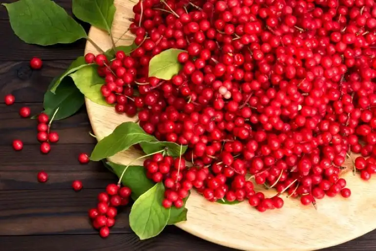Schisandra – sau cum să produci 100.000 de euro/hectar