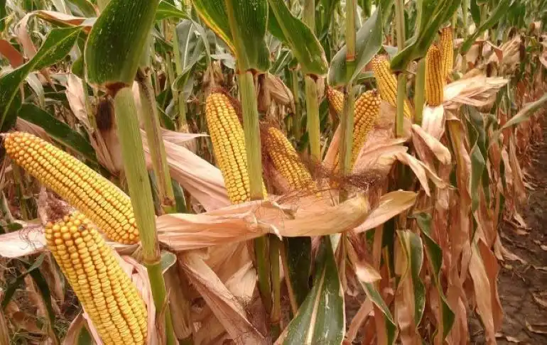 FAO: Снижен прогноз мирового производства кукурузы
