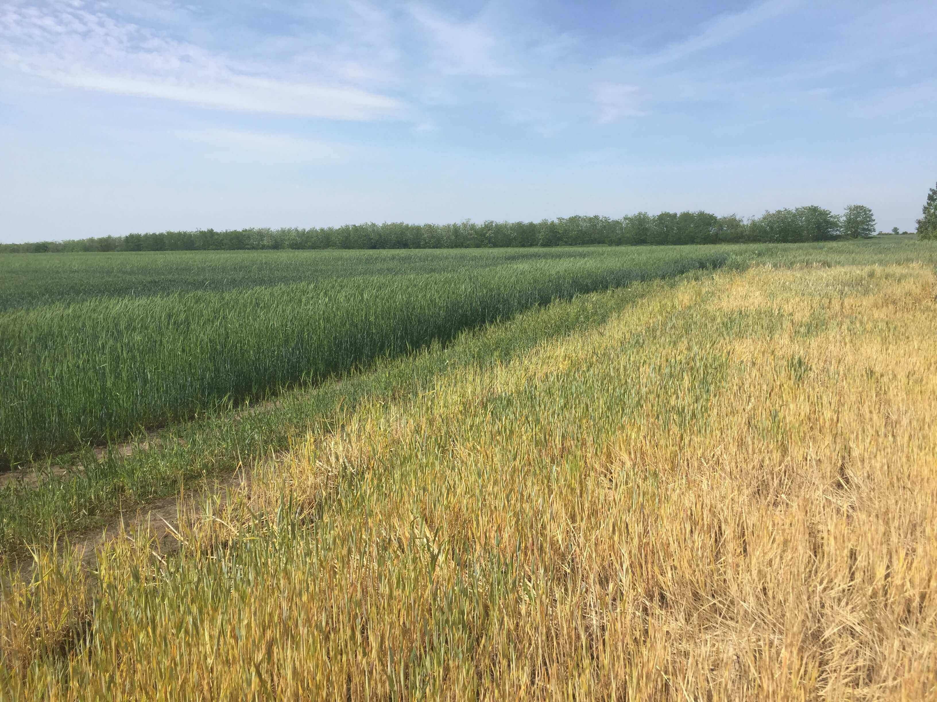 Земли сельхозназначения. Земельный участок сельхозназначения. Сельскохозяйственные угодья. Сельское хозяйство аликово. Земли сельскохозяйственного назначения.