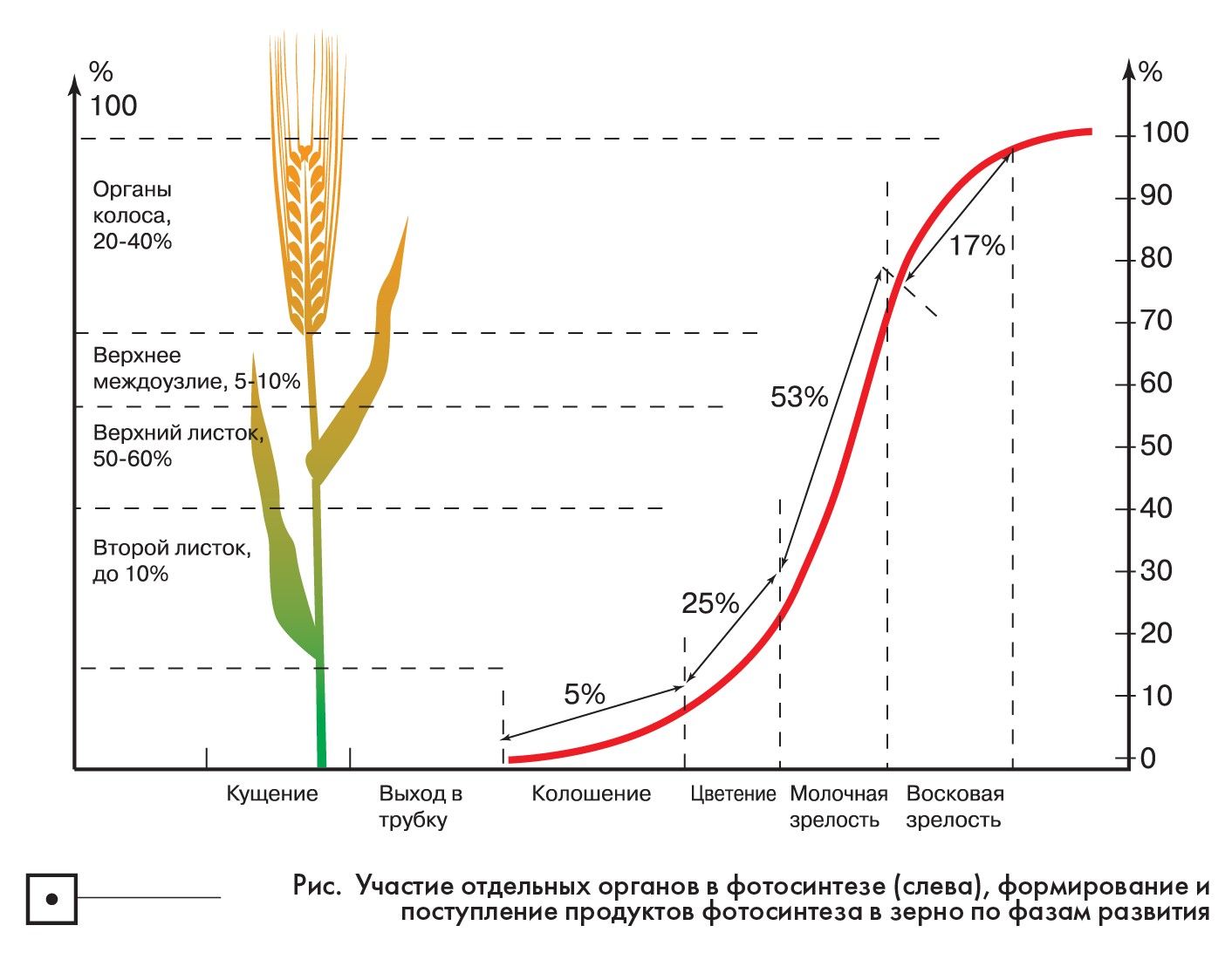 Скорость роста корня. Стадии развития зерна. Фазы развития зерновых. Фазы развития ячменя. Рост озимой пшеницы.
