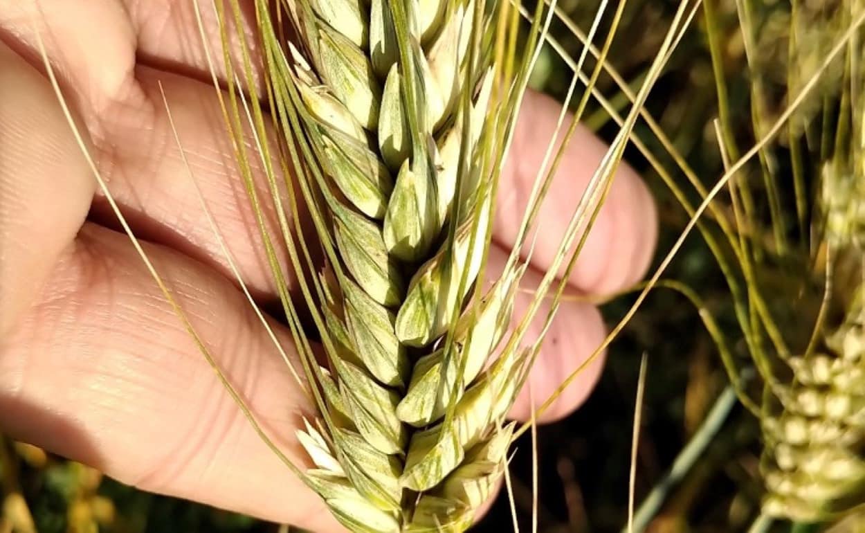 O nouă etapă în domeniul agrotehnologiilor: Bayer și RAGT promovează grâul hibrid